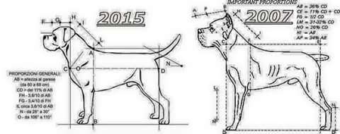 Fci shop cane corso
